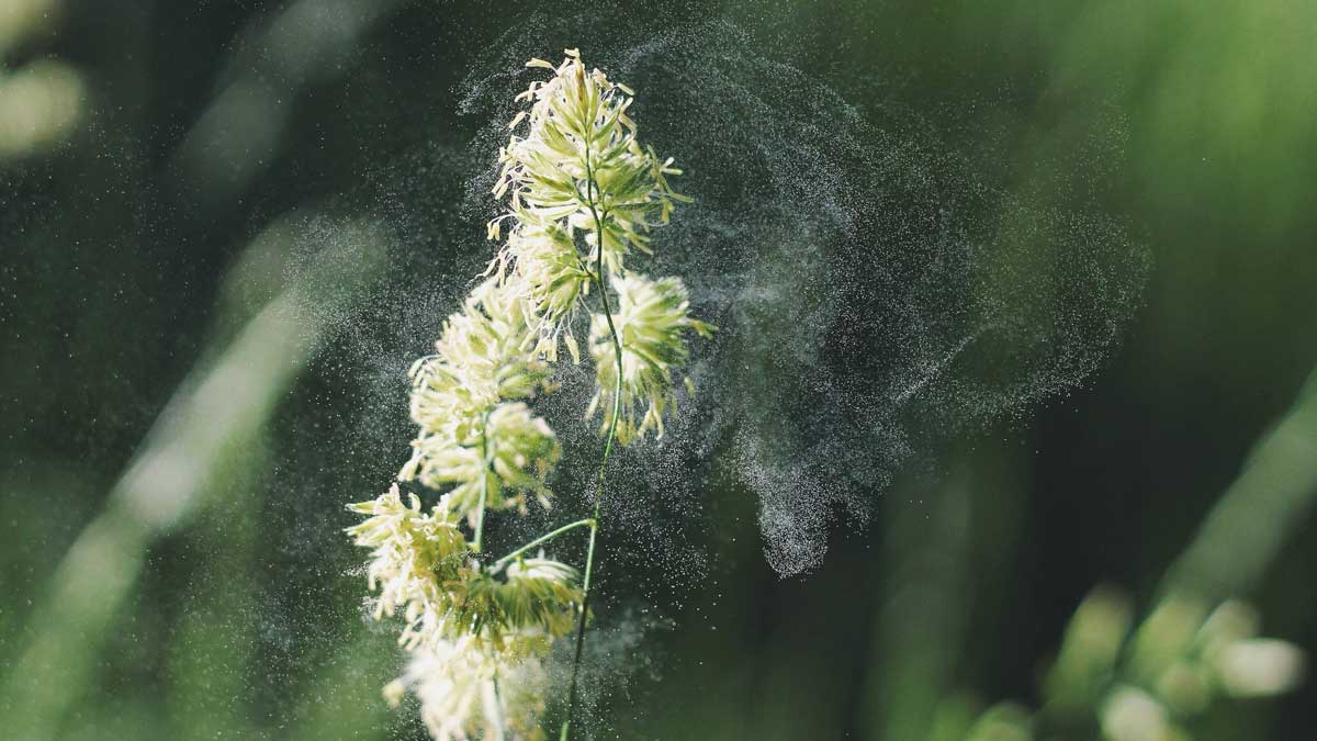 Frühlingszeit ist Allergiezeit…